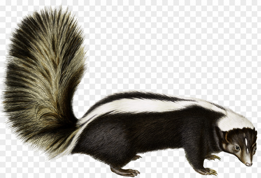 Skunk Rodent Animal Fauna Fur Wildlife PNG