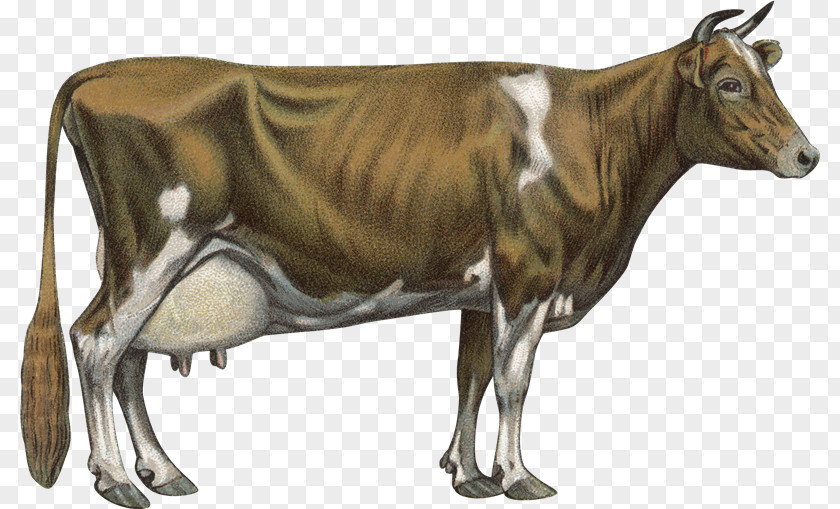 Toros Jersey Cattle Guernsey Chillingham Holstein Friesian Brown Swiss PNG