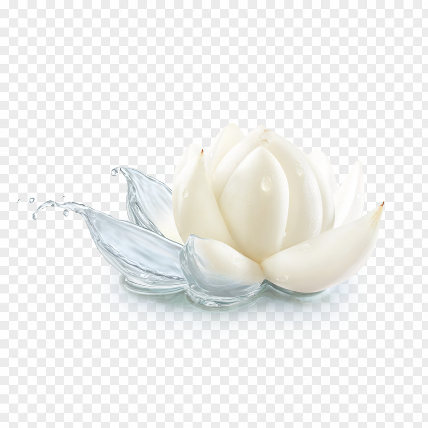 Water Lotus Petal PNG