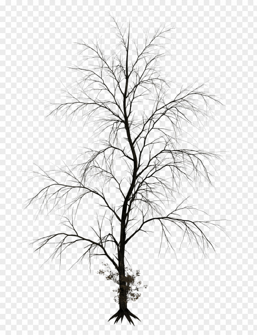 Dark Tree Drawing Branch Clip Art PNG