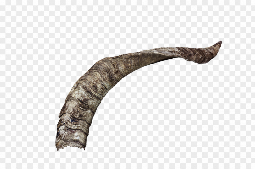 Goat Image Horn Download PNG