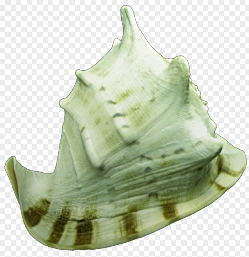 Green Shells Shankha Conch PNG