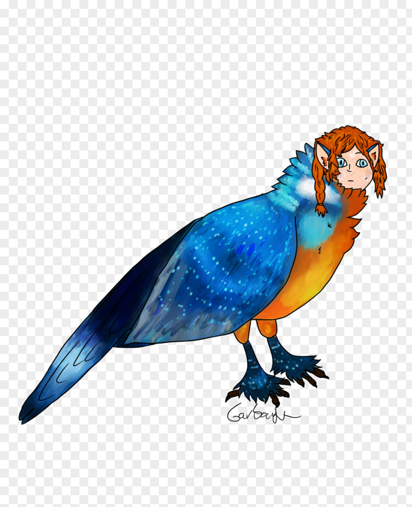 Koi Parrot Bird Macaw Pet Feather PNG