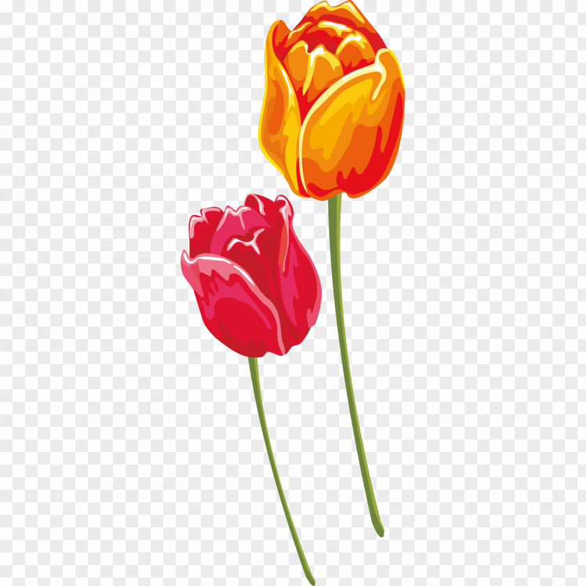 Red And Yellow Tulips Tulip Euclidean Vector PNG