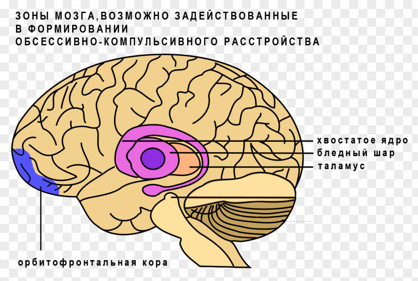Brain Basal Ganglia Caudate Nucleus Ganglion PNG