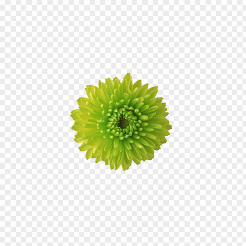Chrysanthemum Tea,flower Border Flowers Green Wallpaper PNG