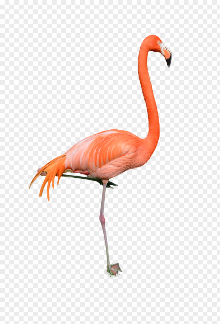 Flamingo Stock Photography DeviantArt Bird PNG