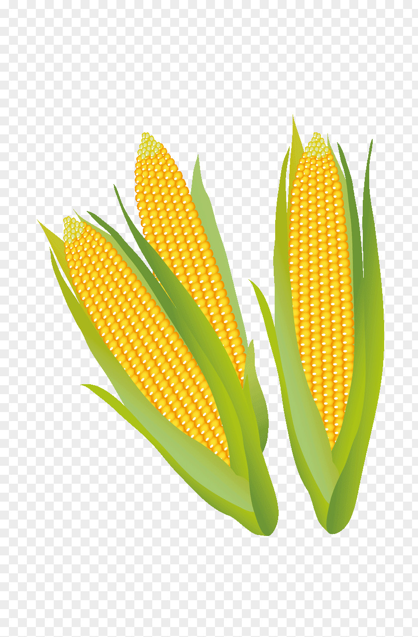 Quran Corn On The Cob Maize Clip Art PNG