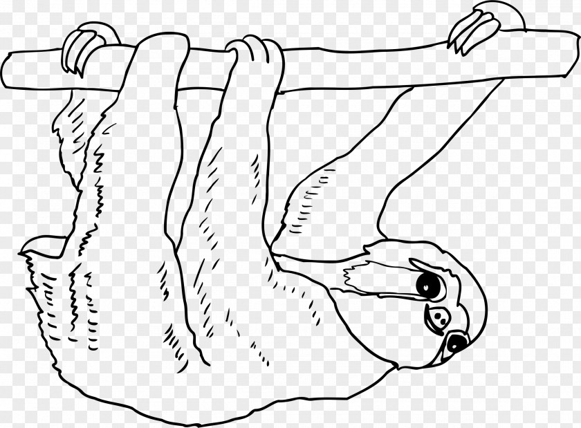 Sloth Animal Thumb Mammal Clip Art PNG