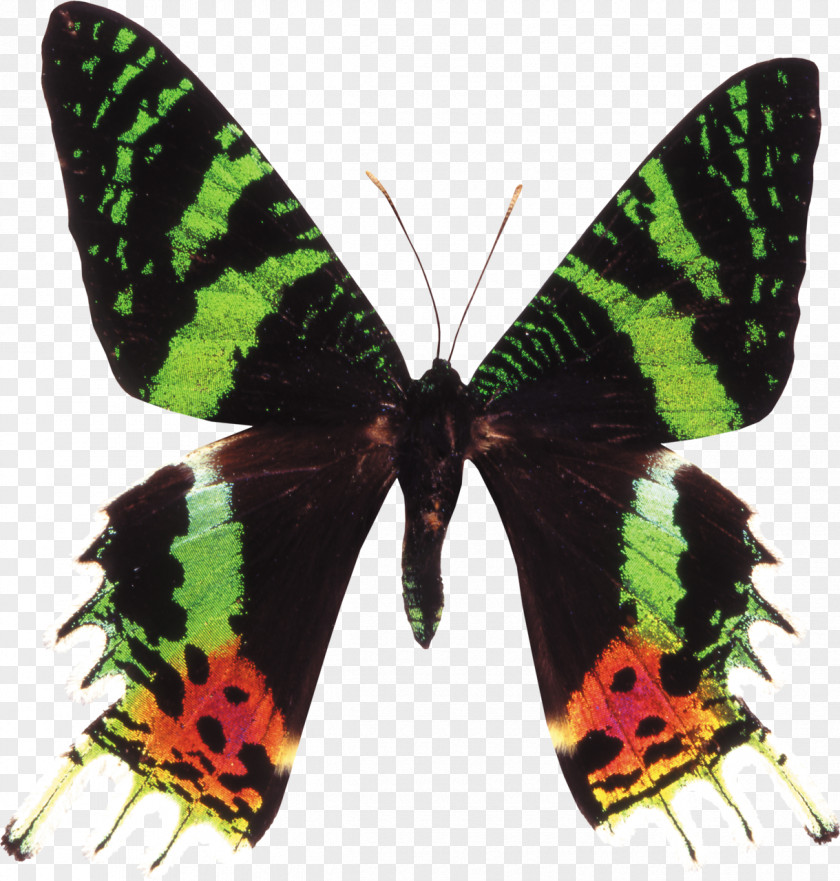 Buterfly Monarch Butterfly Chrysiridia Rhipheus Moth Papilio Blumei PNG