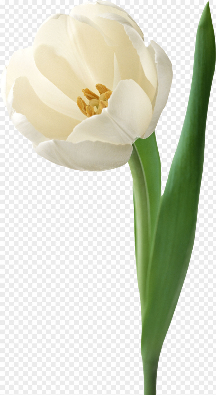 Daffodil Wall Decal Sticker Flower PNG