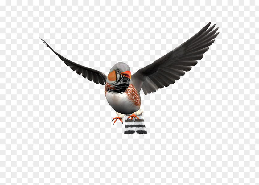 Elf To Pull The Bird Free Images Zebra Finch Illustration PNG