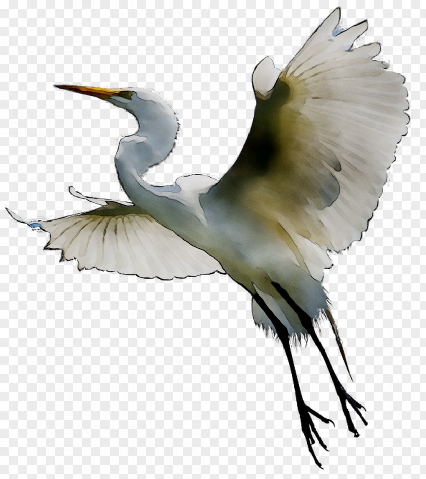 Great Egret White Stork Beak Gannets PNG