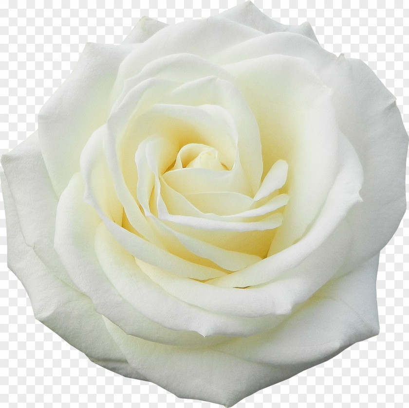 Roses Garden Flower White PNG