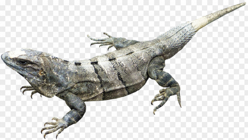 Amphibian Image Common Iguanas PNG