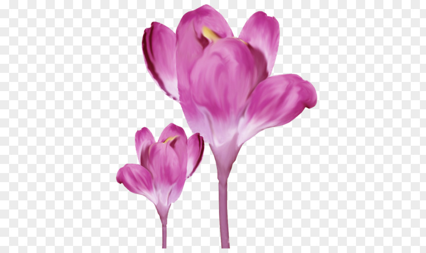 Crocus Saffron Colchicum Autumnale PNG