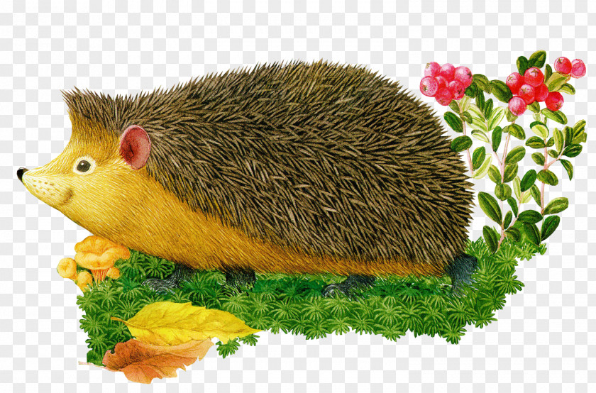 European Hedgehog Hemiechinus Desktop Wallpaper Clip Art PNG