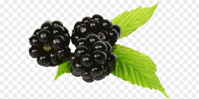 Forest Fruits Blueberry Bilberry Zante Currant Fruit PNG