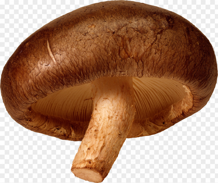 Mushroom Image Common PNG