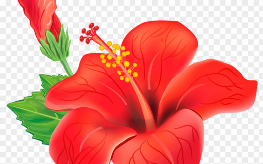 San Diego Flower Shoeblackplant Vector Graphics Royalty-free Clip Art Stock Photography PNG