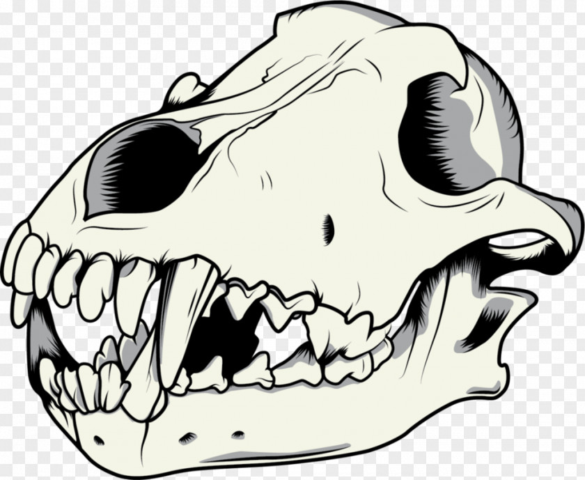 Skeleton Vector Gray Wolf Drawing Skull PNG