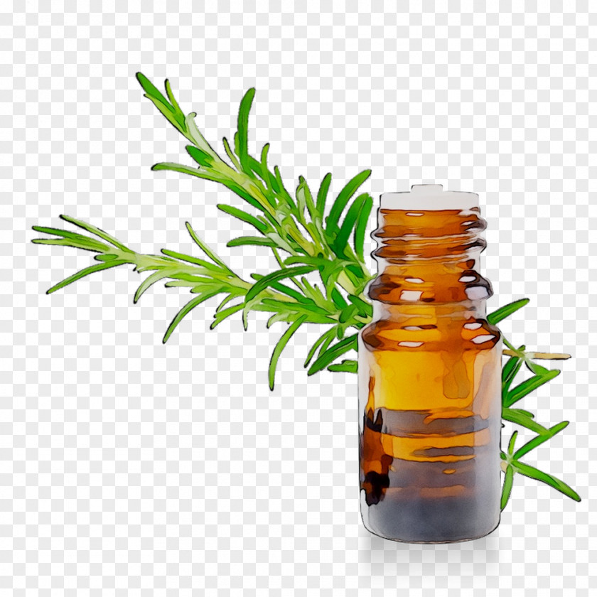 Alternative Health Services Herbalism Medicine Tree PNG