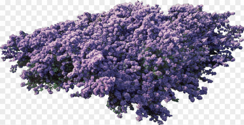 Bushes English Lavender Purple PNG
