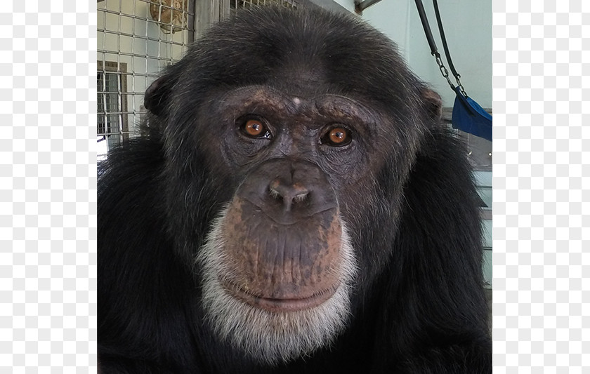 Chimpanzee Common Gorilla Primate Monkey Fauna PNG