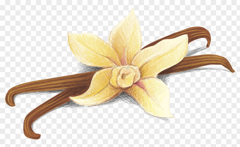 Hand-painted Vanilla Pod Stock Photography Clip Art PNG