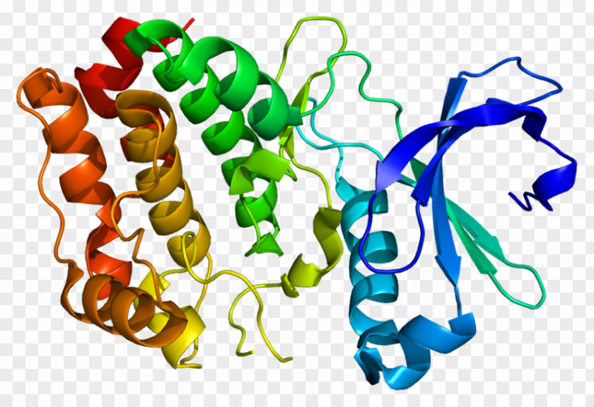 Scientists Images Serine/threonine-specific Protein Kinase B PNG