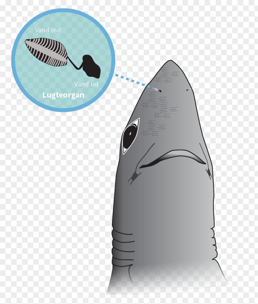 Shark Sense Odor Olfaction Nose PNG