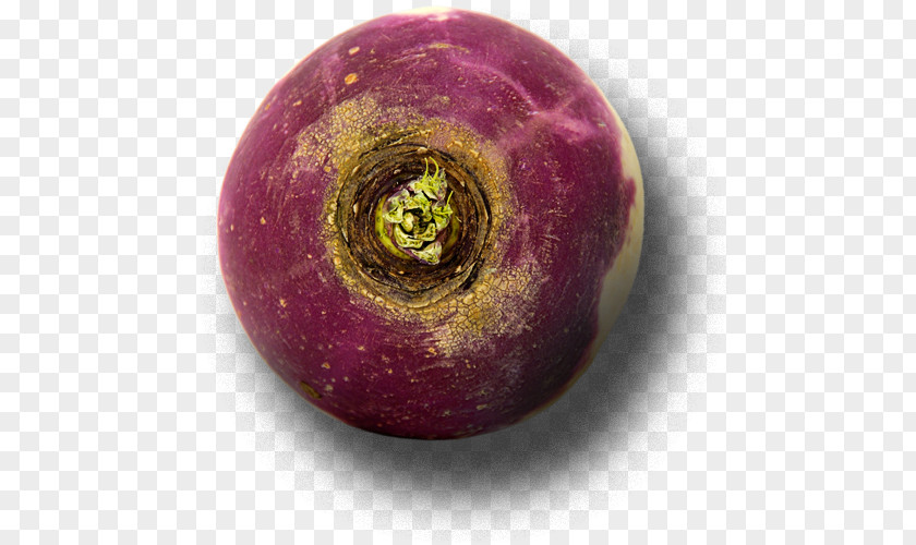 Turnip Rutabaga Bead Sphere Superfood PNG