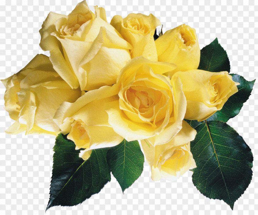 Yellow Rose Garden Roses Flower Red PNG