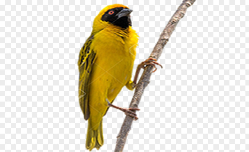 Budgie Atlantic Canary Golden Background PNG