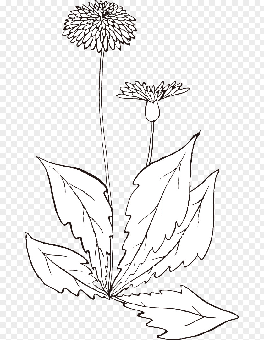 Dandelion Flower Image Design Petal PNG