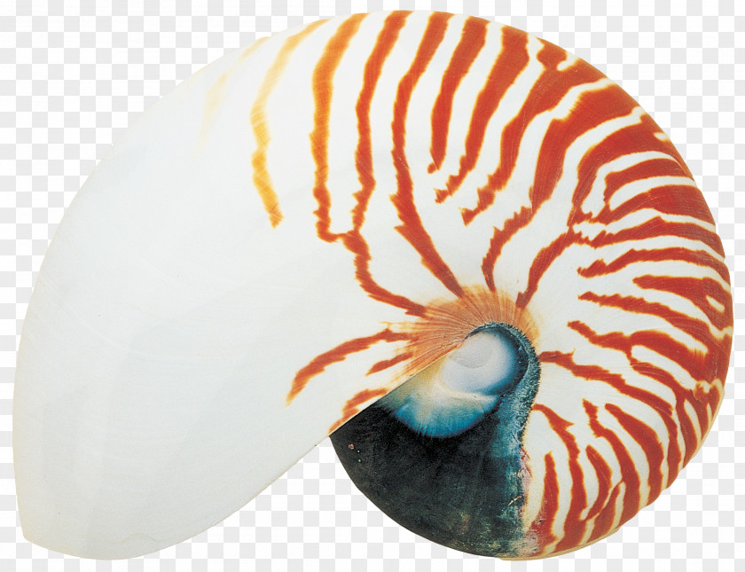 Seashell Sea Snail Nautilidae PNG