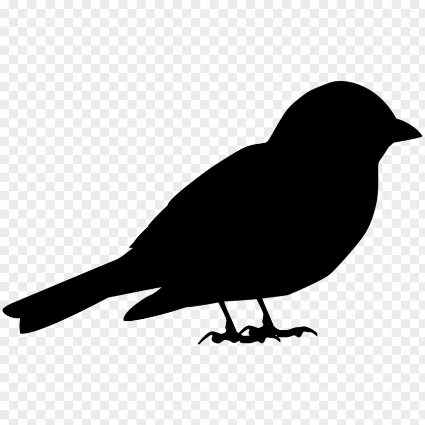 Sparrow House Bird American Crow Song PNG