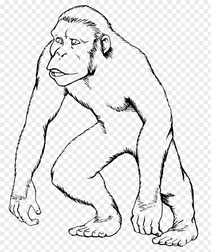 Apes Ape Gorilla Drawing Monkey Coloring Book PNG
