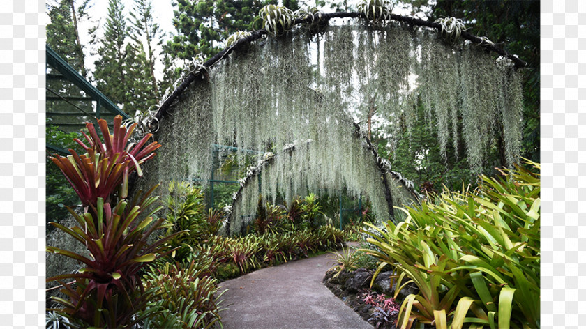 Botanic Garden Botanical Water Feature Walkway Tree PNG