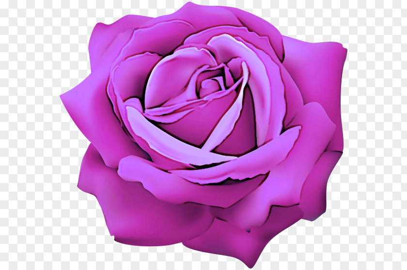 Garden Roses PNG