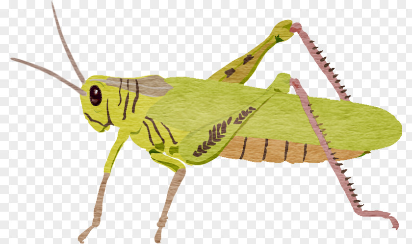 Hand-painted Grasshopper Locust Clip Art PNG