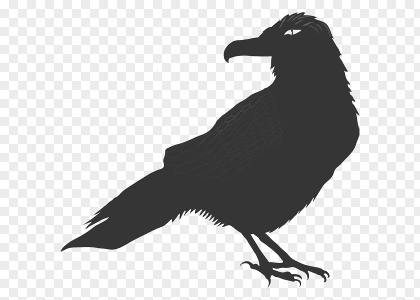 Raven PNG