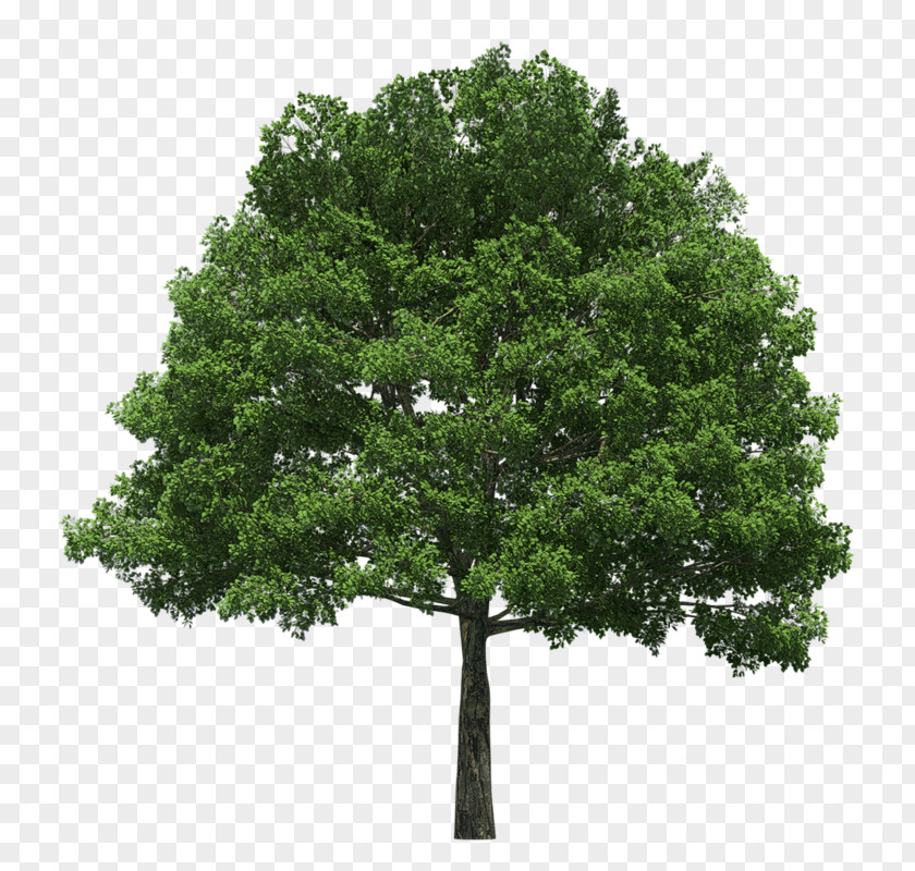 Tree Clip Art PNG