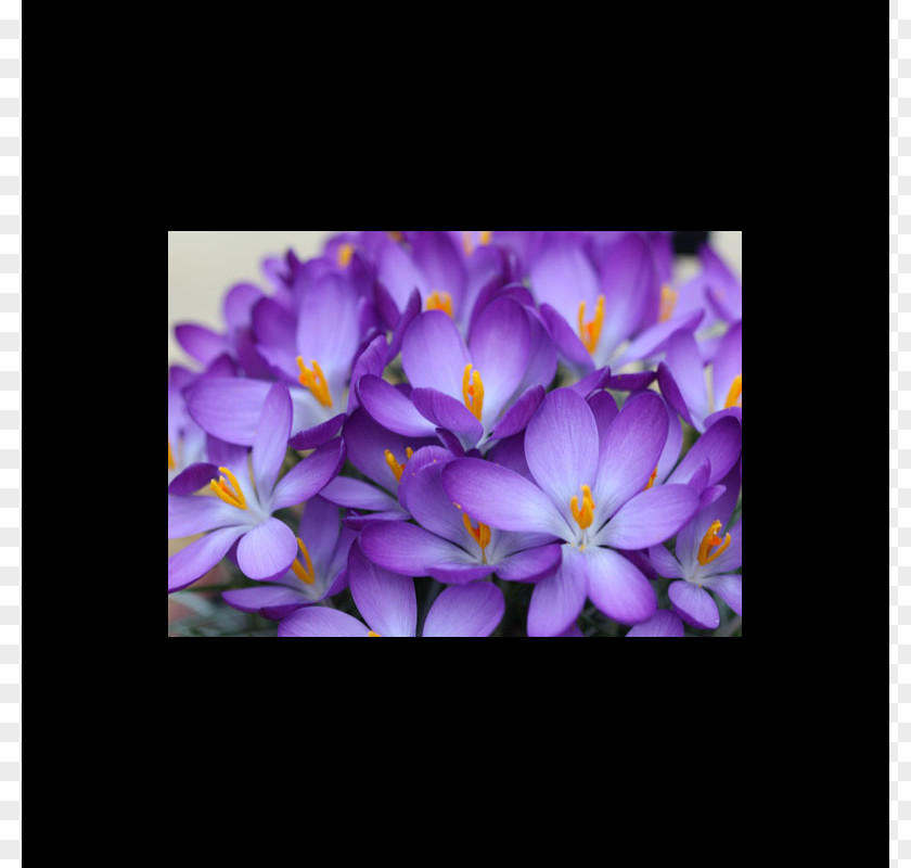 Violet Early Crocus Bulb Autumn Purple PNG