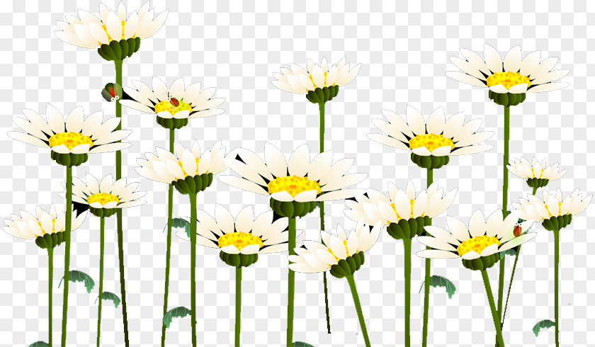 Chrysanthemum Common Daisy Roman Chamomile Oxeye Floral Design PNG