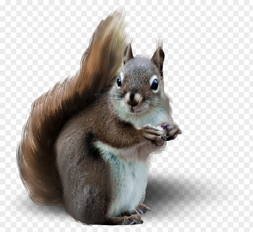 Cute Squirrel Shadow Blog Clip Art PNG