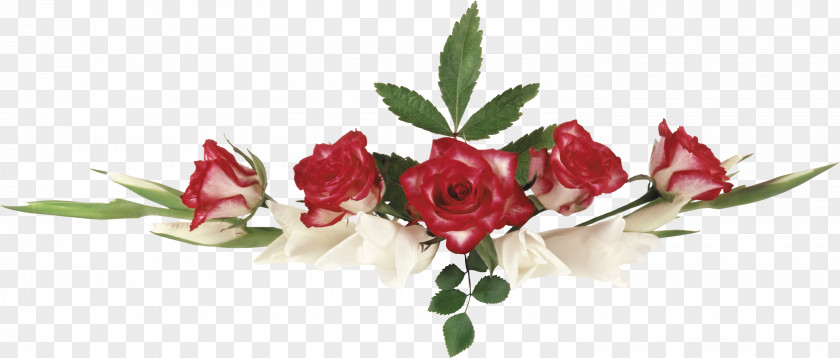 Gif Garden Roses Vignette Rosa Mystica Syktyvkar Forest Institute Text PNG
