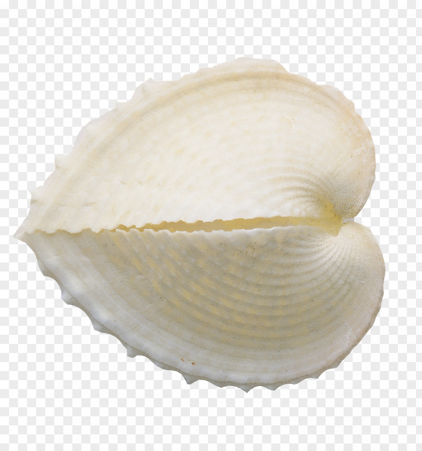 Islamic Frame Clip Art Cockle Image Mollusc Shell PNG