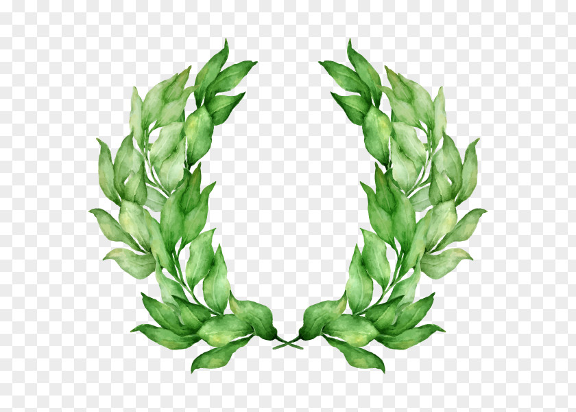 Laurel Wreath Olive Stock Photography Bay PNG