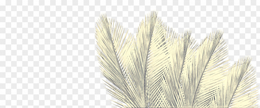 Natural Material Quill Grass Background PNG